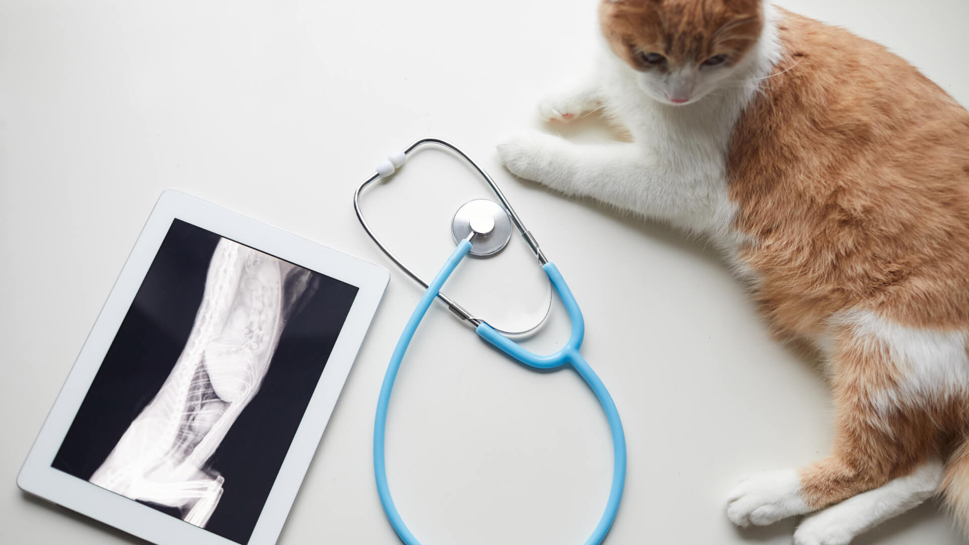 我們的核心價值：如同家人般的精準醫療